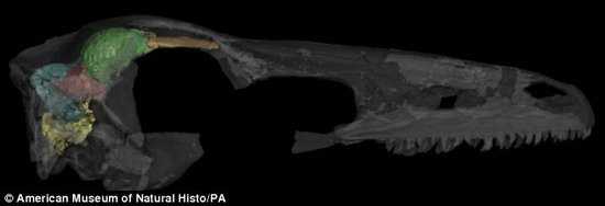 最新研究:不会飞行恐龙已形成鸟类大脑结构