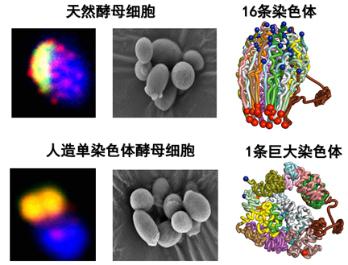 中国科协生命科学学会联合体：中国生命科学十大进展