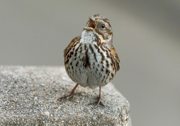 《科学》:自970年以来美国和加拿大消失鸟类已达30亿只鸟