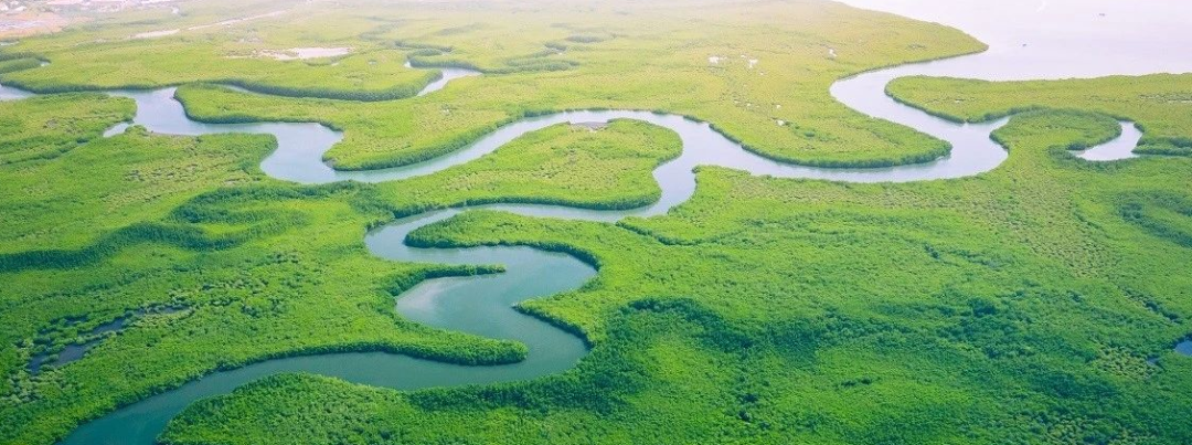 世界银行：遏制生物多样性丧失 实现绿色韧性和包容性发展