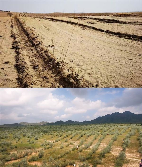 9年种下6.19亿棵树！蚂蚁集团为种树已累计协议捐资超45亿