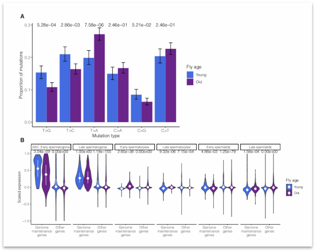 什么是基因突变有什么特征 1675964291-6878-nPcVicnNtZcT5fIXnvZYDPGMwibA.png