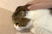 1781761013278-rg7ear.jpeg
