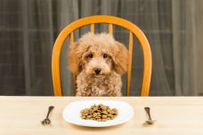 Poodle-puppy-with-a-plate-of-kibbles.jpg