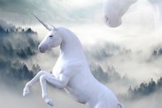 unicorn-1737897_960_720.jpg